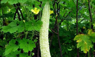 暮春种地黄金期，十种家常蔬菜适时栽种，夏日居家鲜菜自给自足 - 图画吧TUHUABA