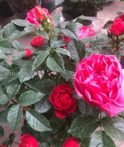 适合家庭种植的🌺物有哪些 - 今日头条