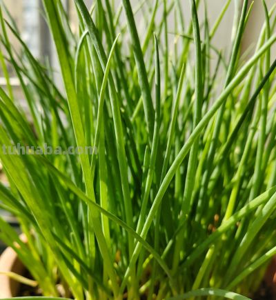 阳台小院别空着！10种长势旺盛蔬菜，越掐越旺，天天有鲜菜摘 - 图画吧TUHUABA