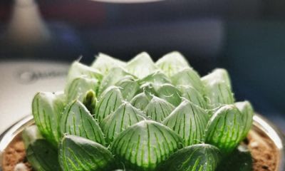 3种多肉从不怕水，手贱党终于放心了 - 图画吧TUHUABA