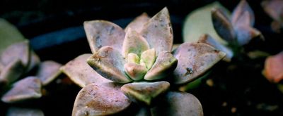 新手第一盆多肉选谁？这3种零死亡率 - 今日头条