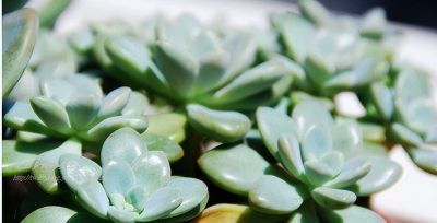 新手第一盆多肉选谁?这3种零死亡率 - 今日头条 新手第一盆多肉选谁?这3种零死亡率 - 图画吧TUHUABA