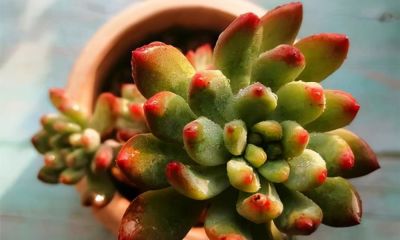 "控养"出奇迹!3招让多肉逆袭,新手也能变"颜值担当" - 今日头条 "控养"出奇迹!3招让多肉逆袭,新手也能变"颜值担当" - 图画吧TUHUABA