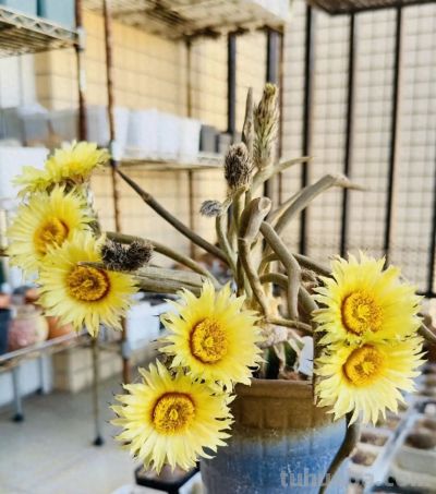 家养仙人球“美杜莎”，开花香满屋，养护简单，颜值天花板！ - 今日头条