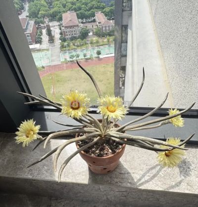 家养仙人球“美杜莎”，开花香满屋，养护简单，颜值天花板！ - 图画吧TUHUABA