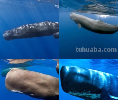 海洋霸主——抹香鲸 - 今日头条 海洋霸主——抹香鲸 - 图画吧TUHUABA