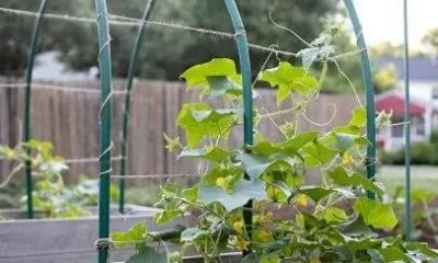 种黄瓜不求人，家庭菜园高效种植法！ - 图画吧TUHUABA