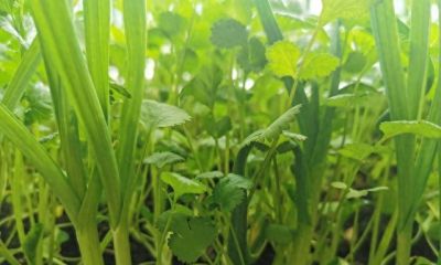 居家种菜小技巧，花盆就能种，吃菜不用花钱买 - 今日头条