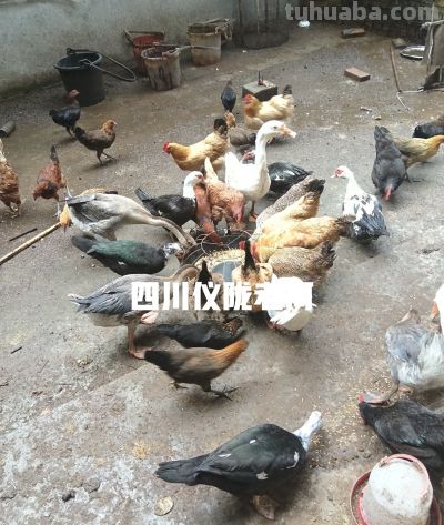 种地务工两不误，农村居家种养。综合收入反而更占优势！ - 今日头条