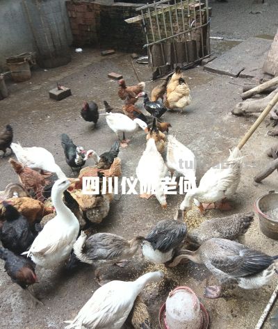 种地务工两不误，农村居家种养。综合收入反而更占优势！ - 图画吧TUHUABA