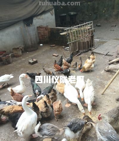 种地务工两不误，农村居家种养。综合收入反而更占优势！ - 图画吧TUHUABA
