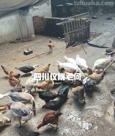 种地务工两不误，农村居家种养。综合收入反而更占优势！ - 图画吧TUHUABA