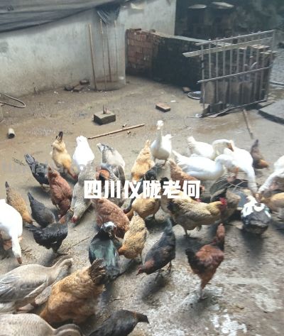种地务工两不误，农村居家种养。综合收入反而更占优势！ - 图画吧TUHUABA
