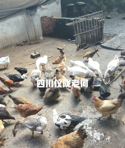 种地务工两不误，农村居家种养。综合收入反而更占优势！ - 图画吧TUHUABA
