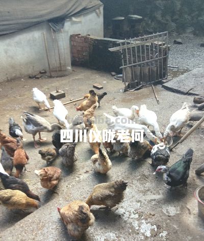种地务工两不误，农村居家种养。综合收入反而更占优势！ - 图画吧TUHUABA