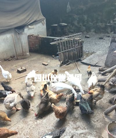 种地务工两不误，农村居家种养。综合收入反而更占优势！ - 图画吧TUHUABA