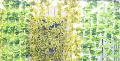 最便宜的绿萝,才是家里最省心的“居家好绿植” - 今日头条 最便宜的绿萝,才是家里最省心的“居家好绿植” - 图画吧TUHUABA
