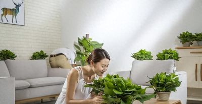 有人说“一棵绿萝七个鬼”，家中到底能不能养绿萝？有啥讲究？ - 今日头条