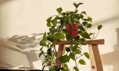 有人说“一棵绿萝七个鬼”,家中到底能不能养绿萝?有啥讲究? - 今日头条 有人说“一棵绿萝七个鬼”,家中到底能不能养绿萝?有啥讲究? - 图画吧TUHUABA