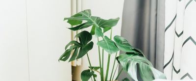 有人说“一棵绿萝七个鬼”,家中到底能不能养绿萝?有啥讲究? - 今日头条 有人说“一棵绿萝七个鬼”,家中到底能不能养绿萝?有啥讲究? - 图画吧TUHUABA