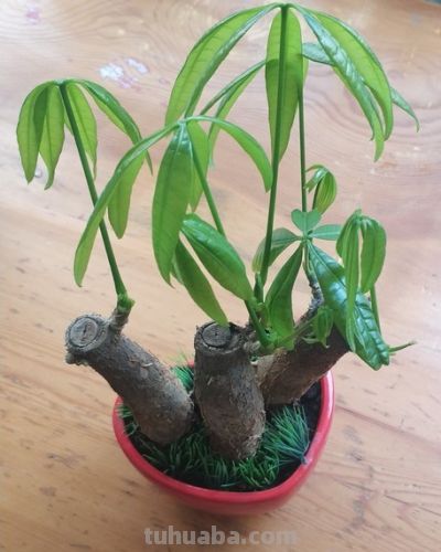 还没发财的话就养一棵发财树：树桩会继续缓慢生长吗?如何养桩？ - 图画吧TUHUABA