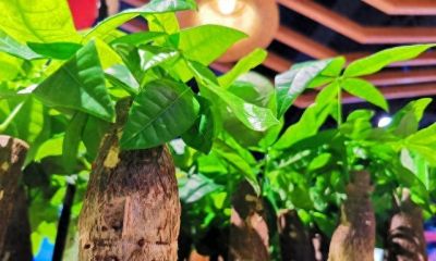 还没发财的话就养一棵发财树：树桩会继续缓慢生长吗?如何养桩？ - 今日头条