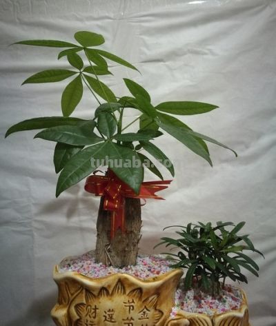 还没发财的话就养一棵发财树：树桩会继续缓慢生长吗?如何养桩？ - 图画吧TUHUABA