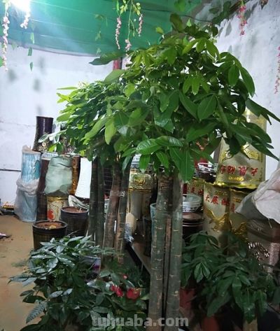 还没发财的话就养一棵发财树：树桩会继续缓慢生长吗?如何养桩？ - 图画吧TUHUABA