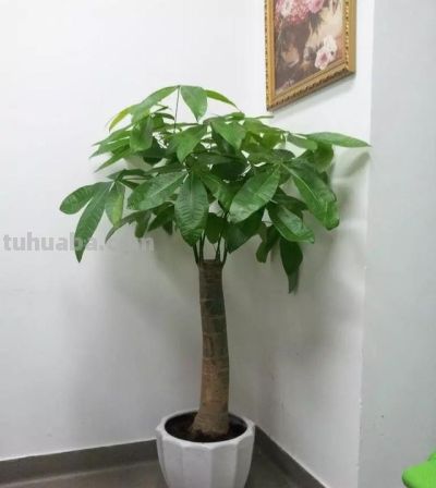 新手必看！发财树换盆技巧，不伤根、服盆快，越养越旺 - 图画吧TUHUABA