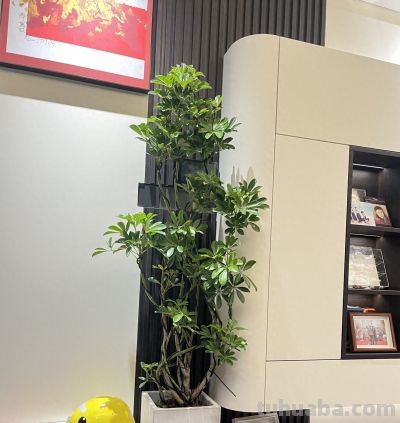 老人说，“养好8种树，家中就会富”，不是迷信，真的是作用很大 - 今日头条