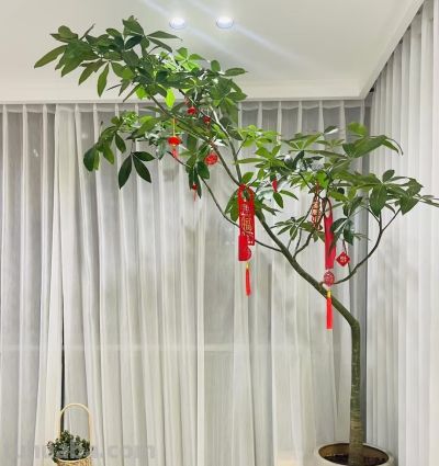老人说，“养好8种树，家中就会富”，不是迷信，真的是作用很大 - 图画吧TUHUABA
