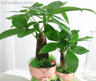 发财树总是养不过冬？老花农吐露心声：管住手，少浇水才是王道 - 今日头条