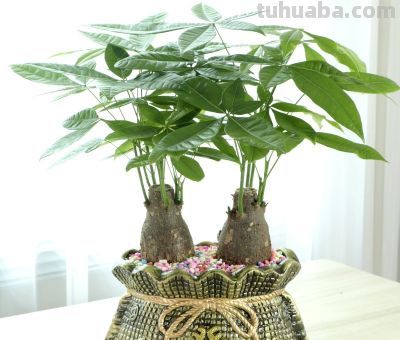 发财树总是养不过冬？老花农吐露心声：管住手，少浇水才是王道 - 图画吧TUHUABA