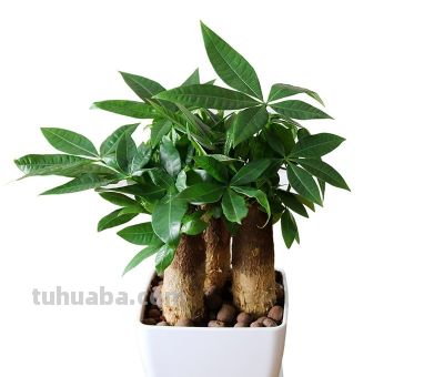 发财树总是养不过冬？老花农吐露心声：管住手，少浇水才是王道 - 图画吧TUHUABA