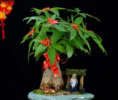 发财树总是养不过冬？老花农吐露心声：管住手，少浇水才是王道 - 图画吧TUHUABA