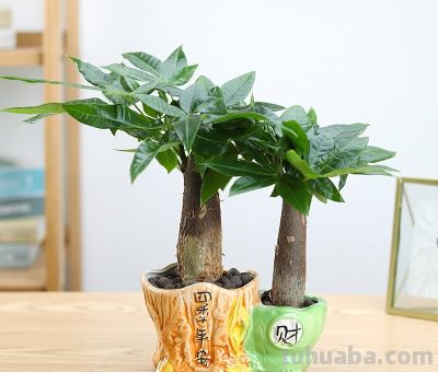 发财树总是养不过冬？老花农吐露心声：管住手，少浇水才是王道 - 图画吧TUHUABA