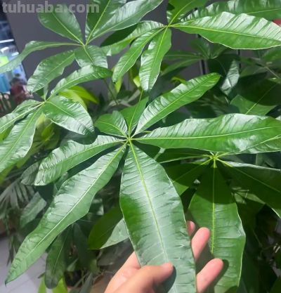 我以为浇水越多越好，结果一盆发财树这样没了，新手养花别再犯傻 - 图画吧TUHUABA