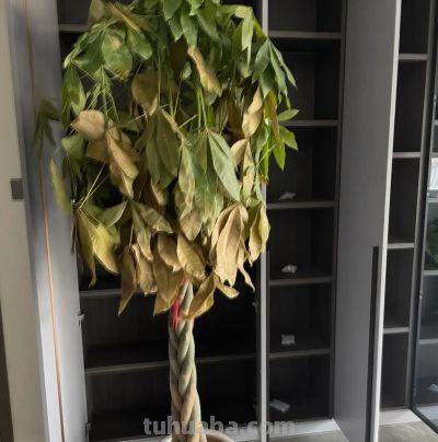 我以为浇水越多越好，结果一盆发财树这样没了，新手养花别再犯傻 - 图画吧TUHUABA