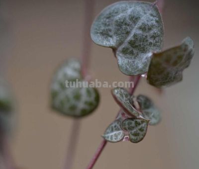 室内没阳光？这3种多肉阴着养也能活 - 图画吧TUHUABA