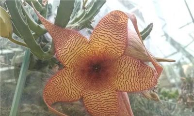奉劝各位花友：这四类多肉赶紧扔，并非乱讲，居家养危害不小 - 图画吧TUHUABA