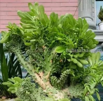 奉劝各位花友：这四类多肉赶紧扔，并非乱讲，居家养危害不小 - 今日头条
