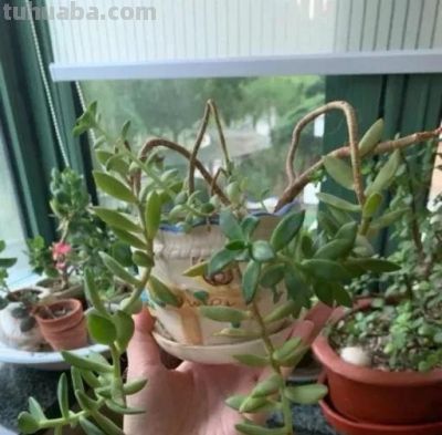 奉劝各位花友：这四类多肉赶紧扔，并非乱讲，居家养危害不小 - 图画吧TUHUABA