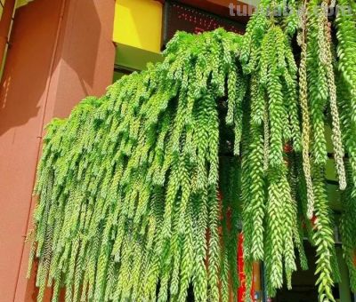 奉劝各位花友：这四类多肉赶紧扔，并非乱讲，居家养危害不小 - 图画吧TUHUABA