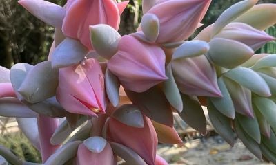 白凤——多肉植物的网红 - 图画吧TUHUABA