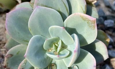 白凤——多肉植物的网红 - 图画吧TUHUABA