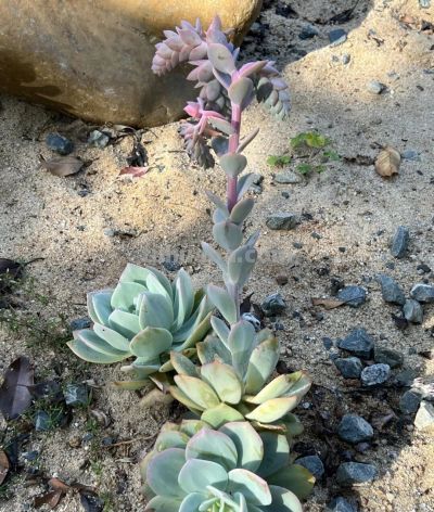 白凤——多肉植物的网红 - 图画吧TUHUABA