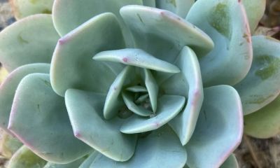 白凤——多肉植物的网红 - 图画吧TUHUABA