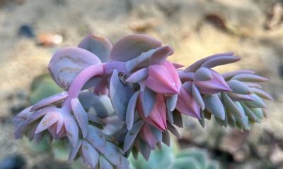 白凤——多肉植物的网红 - 图画吧TUHUABA