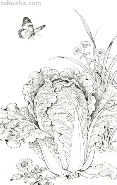 手绘蔬菜插画，清新自然 - 图画吧TUHUABA