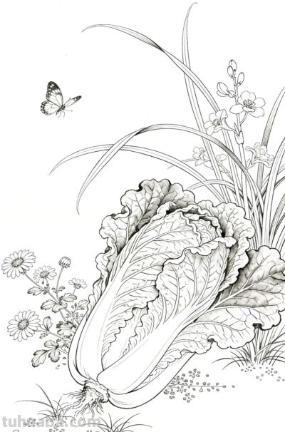 手绘蔬菜插画，清新自然 - 图画吧TUHUABA